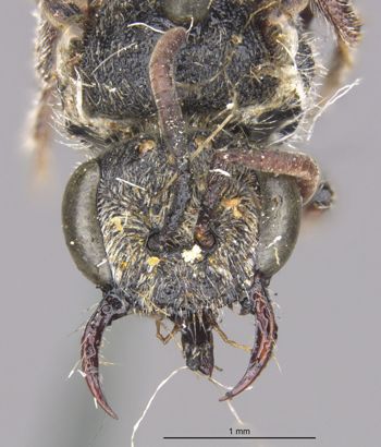 Media type: image;   Entomology 27105 Aspect: head frontal view